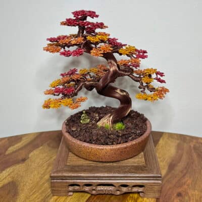Autumn Maple Shohin