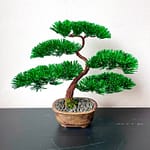 PINE SHOHIN I.