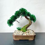 PINE SHOHIN III.