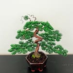 SHOHIN BARK I.
