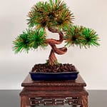 SHOHIN BARK II.