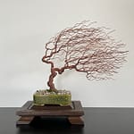 SHOHIN GRAVEL IN THE WIND