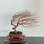 SHOHIN GRAVEL IN THE WIND II.