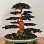 BLACK OAK