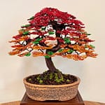 AUTUMN MAPLE