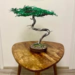 EUROPEAN LARCH