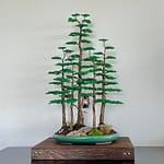 BONSAI FOREST