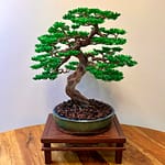 MAPLE III.