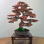 FIRE MAPLE