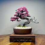 SAKURA SHOHIN