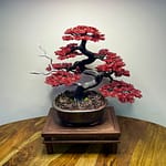 RED MAPLE II.