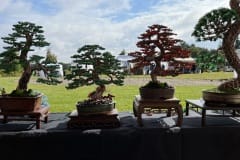 Japonské dny v Průhonické botanické zahradě