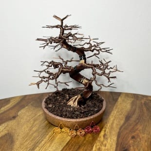 Autumn Maple Shohin