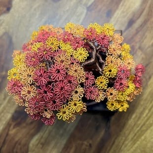 Autumn Maple Shohin