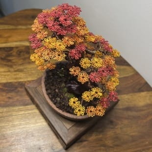 Autumn Maple Shohin