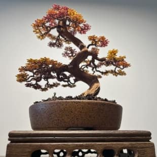 Autumn Maple Shohin