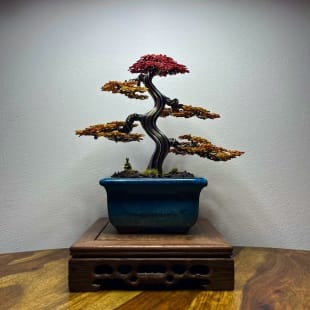 Autumn Shohin II.