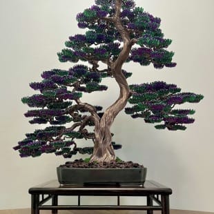 Bonsai Lavender