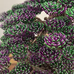 Bonsai Lavender