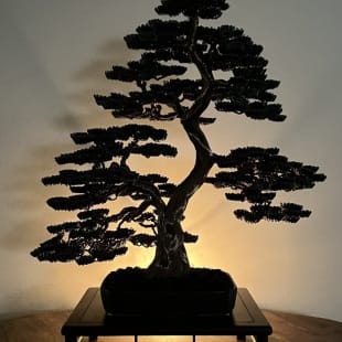 Bonsai Lavender