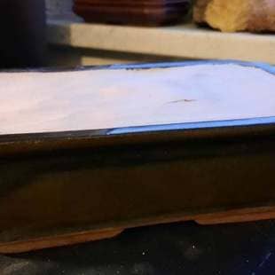 Cedar