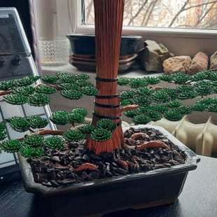Cedar