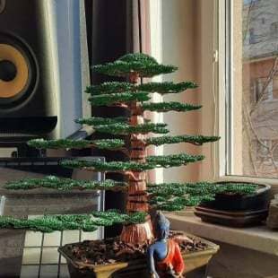 Cedar
