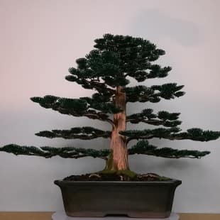 Cedar