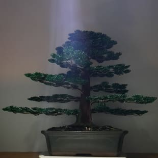 Cedar