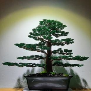 Cedar