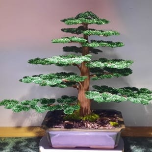 Cedar
