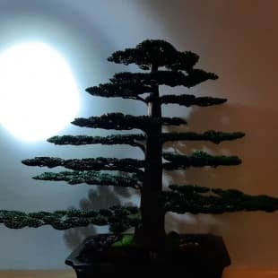 Cedar