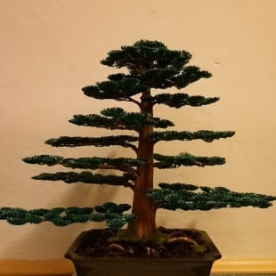 Cedar