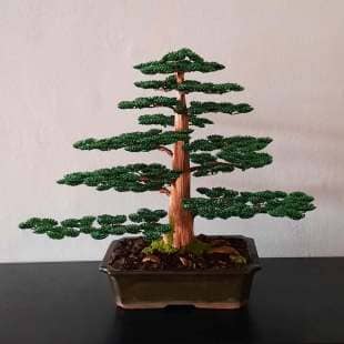 Cedar