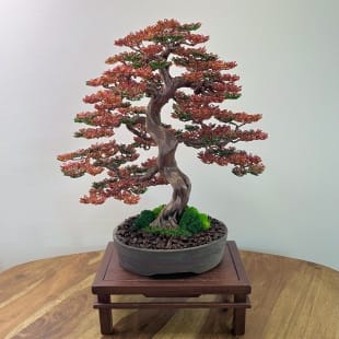 Fire Maple