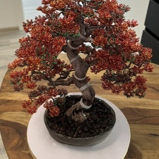 Fire Maple
