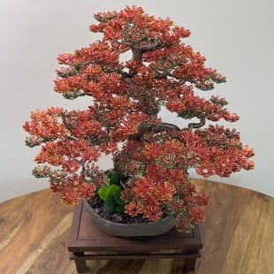 Fire Maple