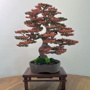 Fire Maple