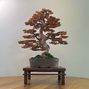 Fire Maple