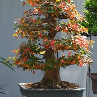Fire Maple