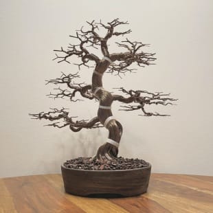 Fire Maple