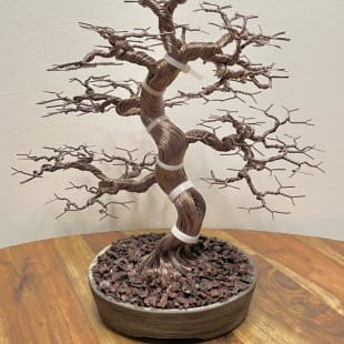 Fire Maple
