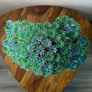 Forget-me-not