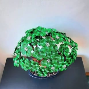 Green Bougainvillea