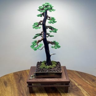 Larch II.