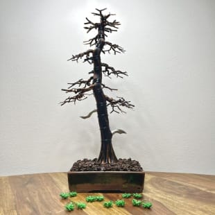 Larch II.