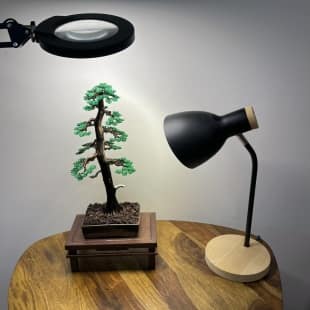 Larch II.