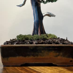 Larch II.
