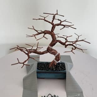 Mame Pine