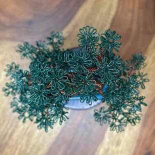 Mame Pine